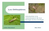 Les Orthoptères · 2012. 11. 30. · Microsoft PowerPoint - Les Orthopteres Author: Administrateur Created Date: 11/30/2012 3:00:24 PM ...