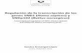Regulación de la transcripción de los genes SND1 ( Homo ...
