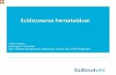 Schistosoma hematobium - Amazon Web Services