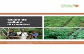 Guide de culture du manioc - CABI.org