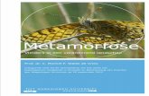 Metamorfose - Vlinderstichting