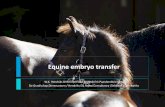 Equine embryo transfer - Phryso