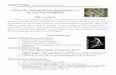 Culture du Ginseng (Panax quinquefolius L.) en sous-bois d ...
