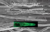 Microtubules in Legume Root Hairs: Molecules