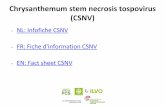 Chrysanthemum stem necrosis tospovirus (CSNV)
