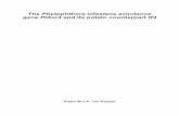 The Phytophthora infestans avirulence gene PiAvr4 and its ...