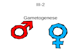 Nw iii 2 gametogenese