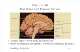 Brain Part 1