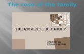 The Rose Of The Family Update 18