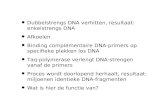 21.3 PCR-techniek Dubbelstrengs DNA verhitten, resultaat: enkelstrengs DNA Afkoelen Binding complementaire DNA-primers op specifieke plekken los DNA Taq-polymerase
