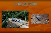 La Rosalie Alpine La Rosalie Alpine ( Rosalia Alpina) La Rosalie Alpine, un insecte rare, beau et grand